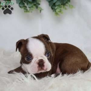 Buster, Boston Terrier Puppy